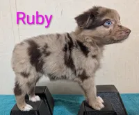 Ruby , a female Australian Shepherd for sale in Forsyth, GA – 4 of 6