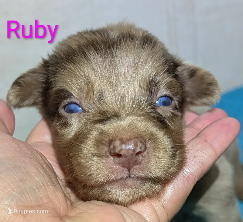 Ruby – Australian Shepherd puppy for sale in Forsyth, GA