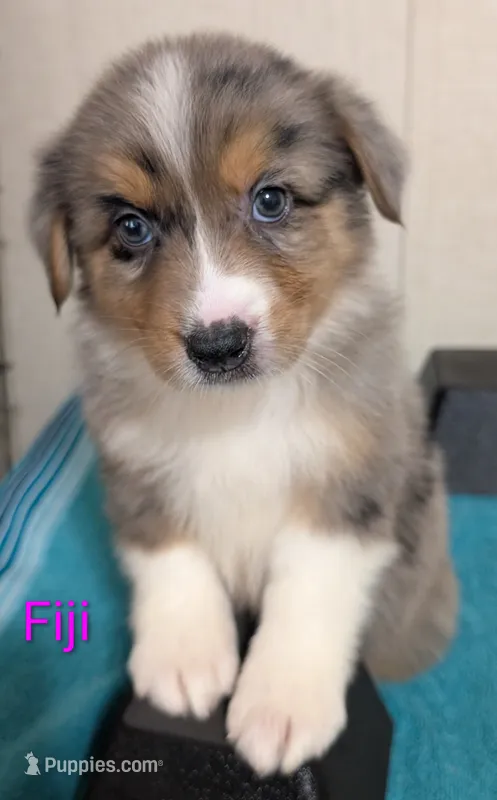 Fiji – Australian Shepherd puppy for sale in Forsyth, GA