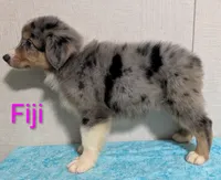 Fiji, a female Australian Shepherd for sale in Forsyth, GA – 2 of 6