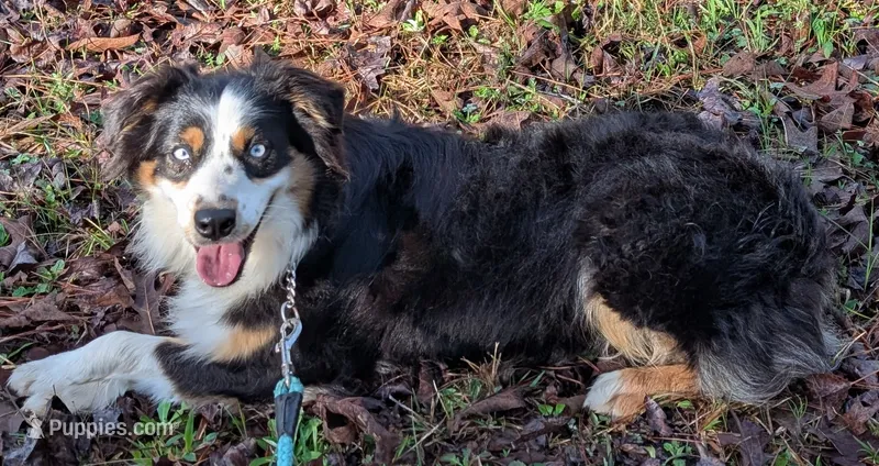 Cosmo – Australian Shepherd puppy for sale in Forsyth, GA
