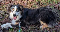 Cosmo, a female Australian Shepherd for sale in Forsyth, GA – 1 of 3