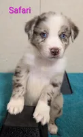Safari, a female Australian Shepherd for sale in Forsyth, GA – 5 of 6