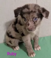 Ruby , a female Australian Shepherd for sale in Forsyth, GA – 3 of 6