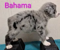 Bahama , a female Australian Shepherd for sale in Forsyth, GA – 6 of 6