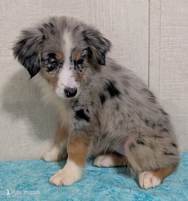 Bali – Australian Shepherd puppy for sale in Forsyth, GA