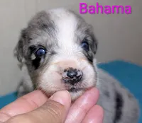 Bahama , a female Australian Shepherd for sale in Forsyth, GA – 2 of 3