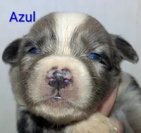 Azul, a male Australian Shepherd for sale in Forsyth, GA – 3 of 3