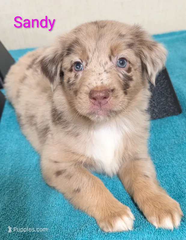 Sandy – Australian Shepherd puppy for sale in Forsyth, GA