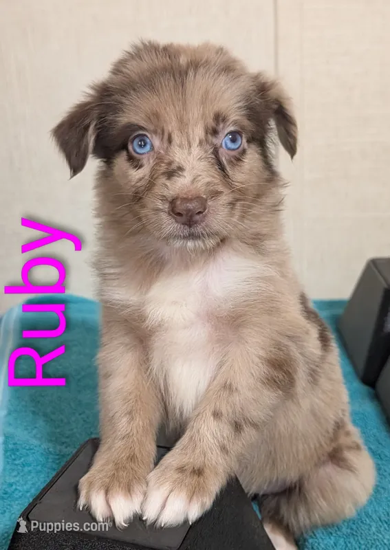 Ruby – Australian Shepherd puppy for sale in Forsyth, GA