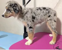 Bali, a female Australian Shepherd for sale in Forsyth, GA – 2 of 3