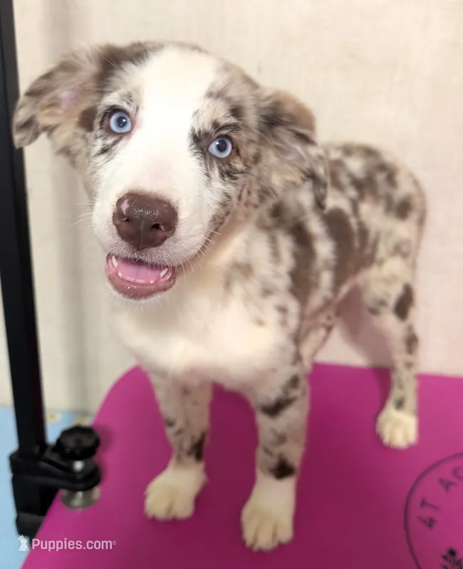 Safari  – Australian Shepherd puppy for sale in Forsyth, GA