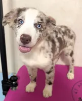 Safari , a female Australian Shepherd for sale in Forsyth, GA – 1 of 3