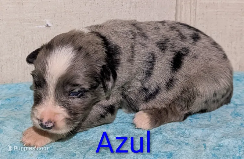 Azul – Australian Shepherd puppy for sale in Forsyth, GA