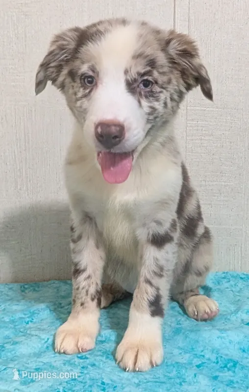 Safari – Australian Shepherd puppy for sale in Forsyth, GA