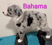 Bahama , a female Australian Shepherd for sale in Forsyth, GA – 5 of 6