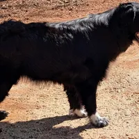 Ace, a male Australian Shepherd for sale in Forsyth, GA – Photo 2 of 3