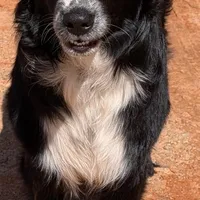 Ace, a male Australian Shepherd for sale in Forsyth, GA – Photo 1 of 3