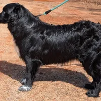Ace, a male Australian Shepherd for sale in Forsyth, GA – Photo 3 of 3