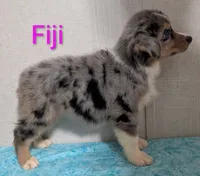 Fiji, a female Australian Shepherd for sale in Forsyth, GA – 3 of 6