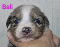 Bali, a female Australian Shepherd for sale in Forsyth, GA – 2 of 3