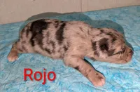 Rojo, a male Australian Shepherd for sale in Forsyth, GA – 3 of 3