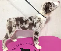 Safari , a female Australian Shepherd for sale in Forsyth, GA – 3 of 3