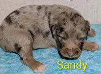 Sandy, a female Australian Shepherd for sale in Forsyth, GA – 3 of 3