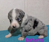 Bahama , a female Australian Shepherd for sale in Forsyth, GA – 3 of 3