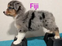 Fiji, a female Australian Shepherd for sale in Forsyth, GA – 2 of 3