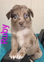 Ruby , a female Australian Shepherd for sale in Forsyth, GA – 5 of 6