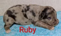 Ruby, a female Australian Shepherd for sale in Forsyth, GA – 3 of 3
