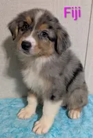 Fiji, a female Australian Shepherd for sale in Forsyth, GA – 1 of 6