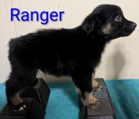 Ranger, a male Australian Shepherd for sale in Forsyth, GA – 2 of 3