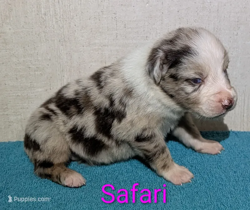 Safari  – Australian Shepherd puppy for sale in Forsyth, GA