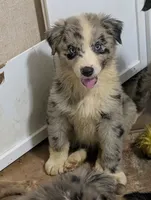 Bahama , a female Australian Shepherd for sale in Forsyth, GA – 2 of 2