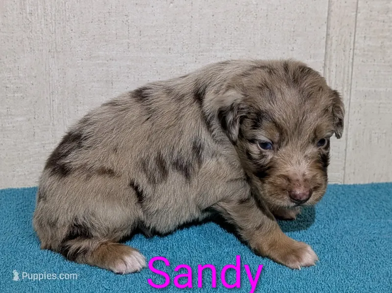 Sandy – Australian Shepherd puppy for sale in Forsyth, GA