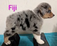 Fiji, a female Australian Shepherd for sale in Forsyth, GA – 3 of 3