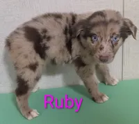 Ruby , a female Australian Shepherd for sale in Forsyth, GA – 2 of 6