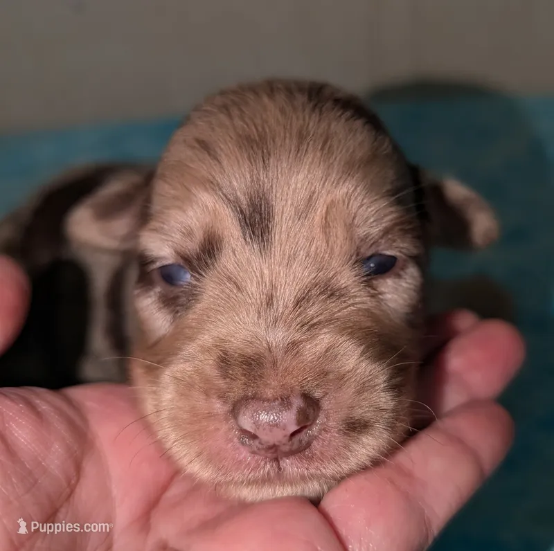 Rojo – Australian Shepherd puppy for sale in Forsyth, GA