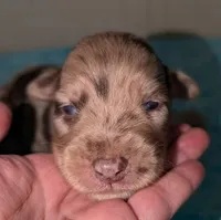 Rojo, a male Australian Shepherd for sale in Forsyth, GA – 1 of 3