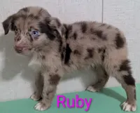Ruby , a female Australian Shepherd for sale in Forsyth, GA – 1 of 6