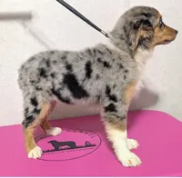 Fiji, a female Australian Shepherd for sale in Forsyth, GA – 3 of 3