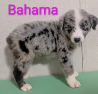 Bahama , a female Australian Shepherd for sale in Forsyth, GA – 2 of 6