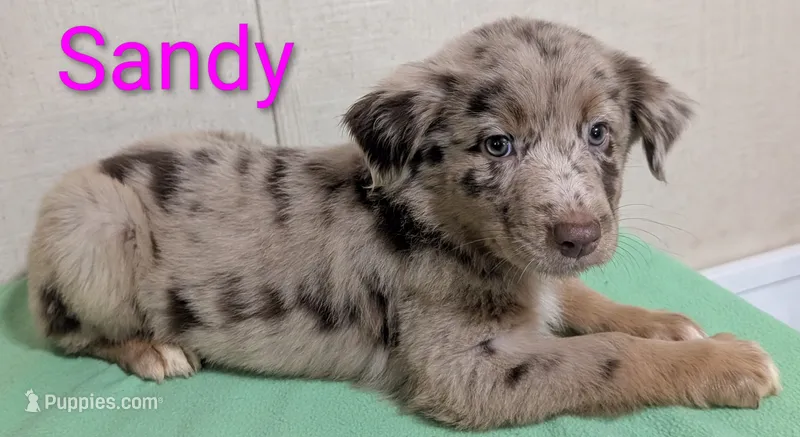 Sandy – Australian Shepherd puppy for sale in Forsyth, GA
