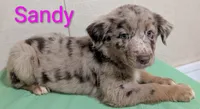 Sandy, a female Australian Shepherd for sale in Forsyth, GA – 1 of 2