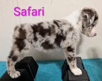 Safari, a female Australian Shepherd for sale in Forsyth, GA – 4 of 6