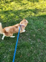 Blaze, a male Siberian Husky for sale in Madison, NC – Photo 2 of 4