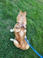 Blaze, a male Siberian Husky for sale in Madison, NC – Photo 3 of 4