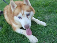 Blaze, a male Siberian Husky for sale in Madison, NC – Photo 1 of 4